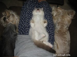 Cash – Meet Our Ragdoll Kitten of the Month