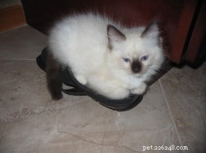 Cash – Meet Our Ragdoll Kitten of the Month