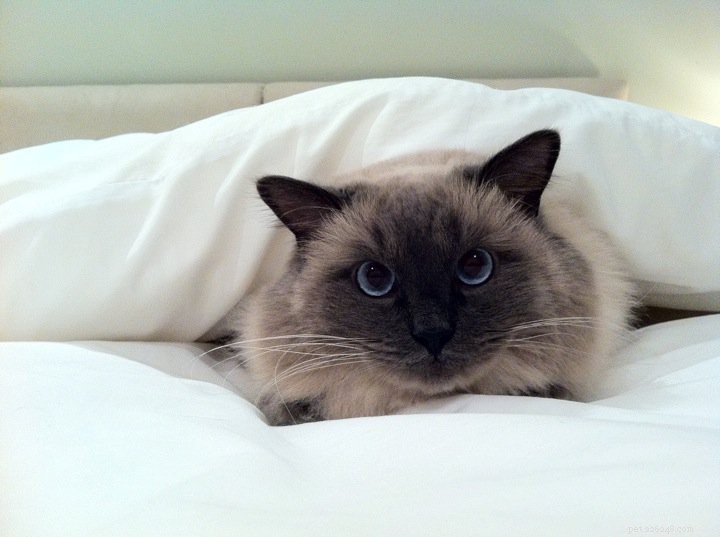 Bubbles the Ragdoll Cat Who Looks Like a Dog