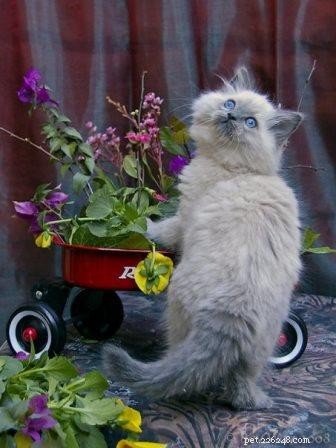 Bubbles the Ragdoll Cat Who Looks Like a Dog