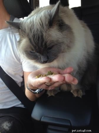 Bubbles the Ragdoll Cat Who Looks Like a Dog