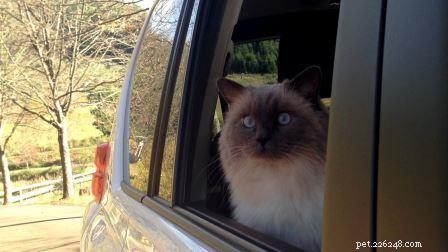 Bubbles the Ragdoll Cat Who Looks Like a Dog