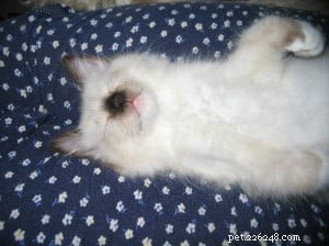 Cash – Meet Our Ragdoll Kitten of the Month