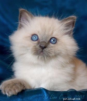 Bubbles the Ragdoll Cat Who Looks Like a Dog