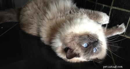 Bubbles the Ragdoll Cat Who Looks Like a Dog