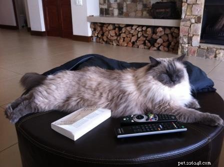 Bubbles the Ragdoll Cat Who Looks Like a Dog