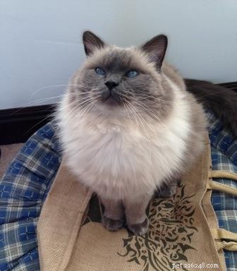 Bubbles the Ragdoll Cat Who Looks Like a Dog