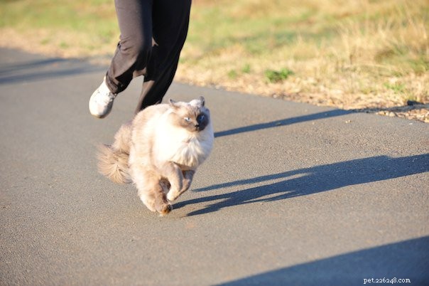 Bubbles the Ragdoll Cat Who Looks Like a Dog