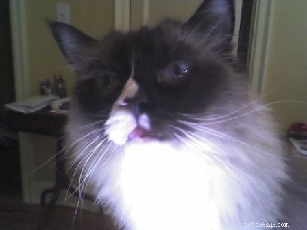 Meet Wendell, the Ragdoll Cat of the Week
