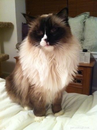 Meet Wendell, the Ragdoll Cat of the Week