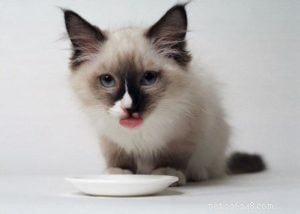 Meet Wendell, the Ragdoll Cat of the Week