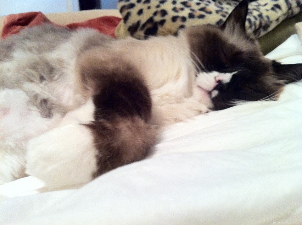 Meet Wendell, the Ragdoll Cat of the Week