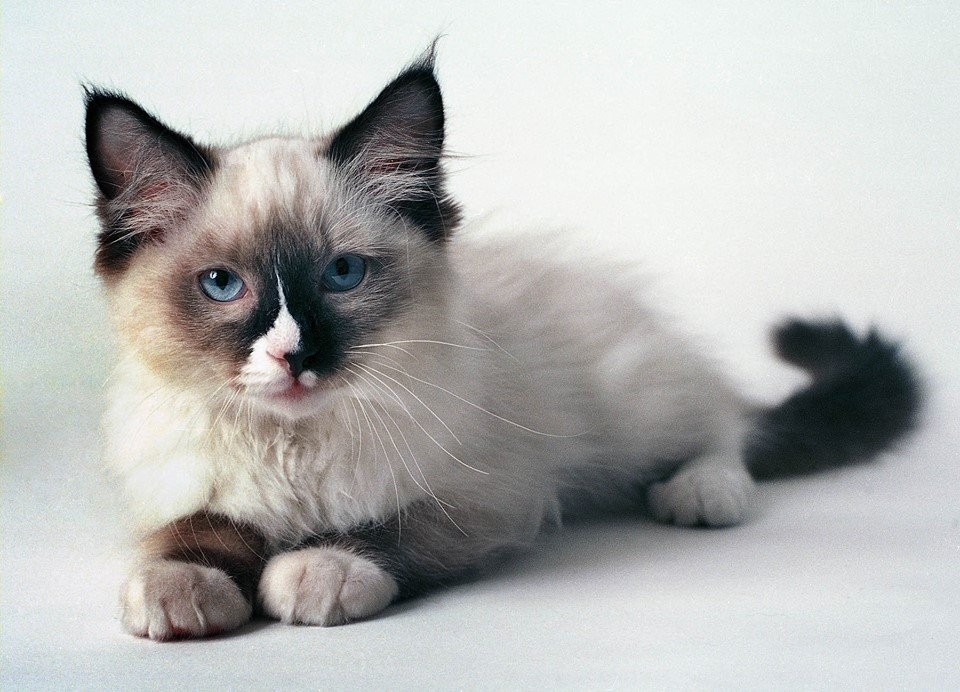 Meet Wendell, the Ragdoll Cat of the Week