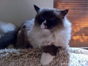 Meet Wendell, the Ragdoll Cat of the Week