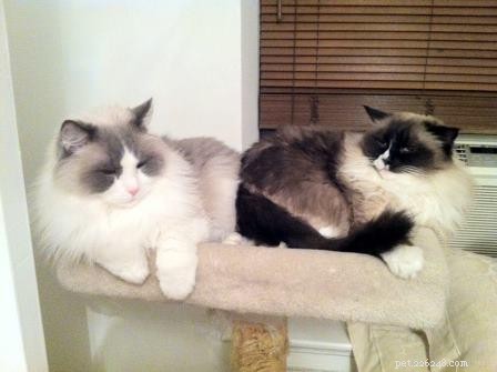 Meet Wendell, the Ragdoll Cat of the Week