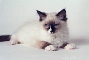Meet Wendell, the Ragdoll Cat of the Week