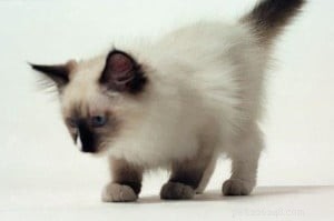 Meet Wendell, the Ragdoll Cat of the Week