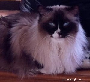Meet Wendell, the Ragdoll Cat of the Week