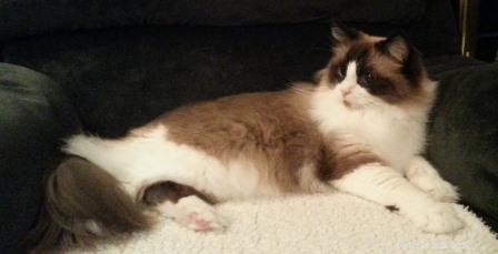 Keeping Your Cat Spotless After Litter Box Use: Expert Tips & Tricks