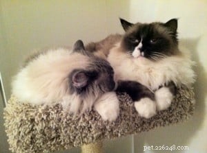 Meet Wendell, the Ragdoll Cat of the Week