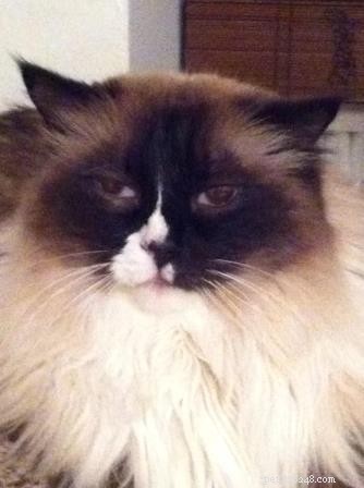 Meet Wendell, the Ragdoll Cat of the Week