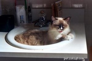 Meet Wendell, the Ragdoll Cat of the Week