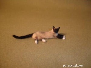 Exclusive Interview: Lucy Francis Maloney on Crafting Stunning Cat Miniatures