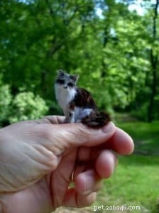 Exclusive Interview: Lucy Francis Maloney on Crafting Stunning Cat Miniatures