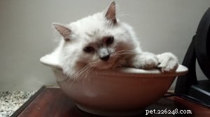 Chumlee: The Ragdoll Cat That Captured Our Hearts
