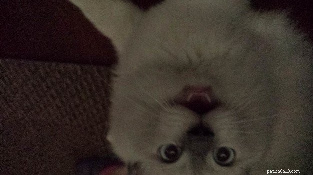 Chumlee: The Ragdoll Cat That Captured Our Hearts