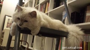 Chumlee: The Ragdoll Cat That Captured Our Hearts