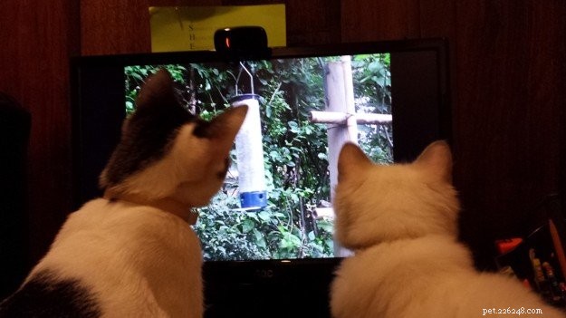 Chumlee: The Ragdoll Cat That Captured Our Hearts