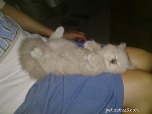 Chumlee: The Ragdoll Cat That Captured Our Hearts