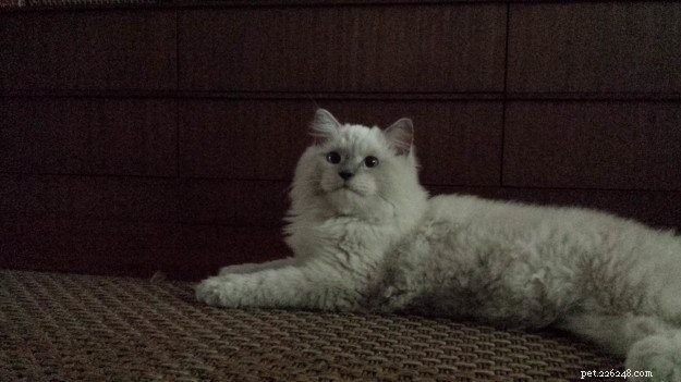 Chumlee: The Ragdoll Cat That Captured Our Hearts