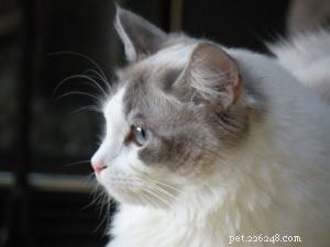 Raina – Featured Ragdoll of the Week