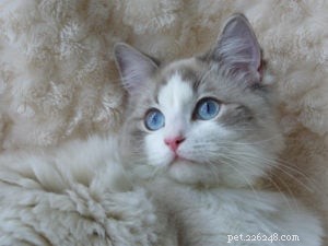 Raina – Featured Ragdoll of the Week