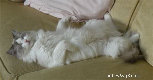 Raina – Featured Ragdoll of the Week