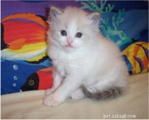 Raina – Featured Ragdoll of the Week