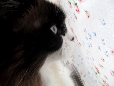 Meet Pumpkin: The Beloved Ragdoll Cat of the Week