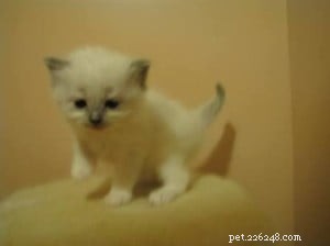 Meet Popeye & Olive: Adorable Ragdoll Kittens Ready for a Forever Home
