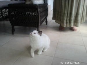 Meet Popeye & Olive: Adorable Ragdoll Kittens Ready for a Forever Home