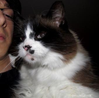 Meet Pumpkin: The Beloved Ragdoll Cat of the Week