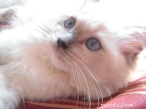 Meet Popeye & Olive: Adorable Ragdoll Kittens Ready for a Forever Home