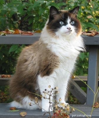 Meet Pumpkin: The Beloved Ragdoll Cat of the Week
