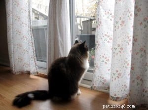 Meet Pumpkin: The Beloved Ragdoll Cat of the Week