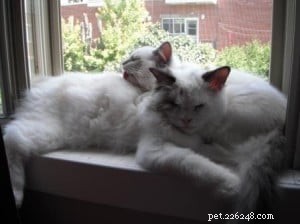 Meet Popeye & Olive: Adorable Ragdoll Kittens Ready for a Forever Home