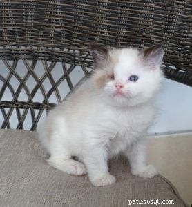 Meet Popeye & Olive: Adorable Ragdoll Kittens Ready for a Forever Home