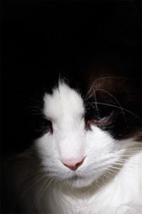 In Loving Memory of Frito Pie: Our Cherished Ragdoll Cat