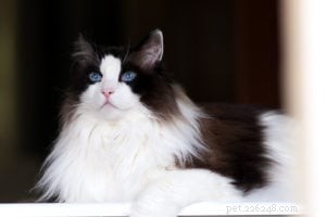 In Loving Memory of Frito Pie: Our Cherished Ragdoll Cat