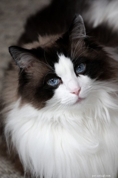 In Loving Memory of Frito Pie: Our Cherished Ragdoll Cat